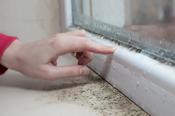 Best Real Estate Mold Inspection  in Babson Park, FL