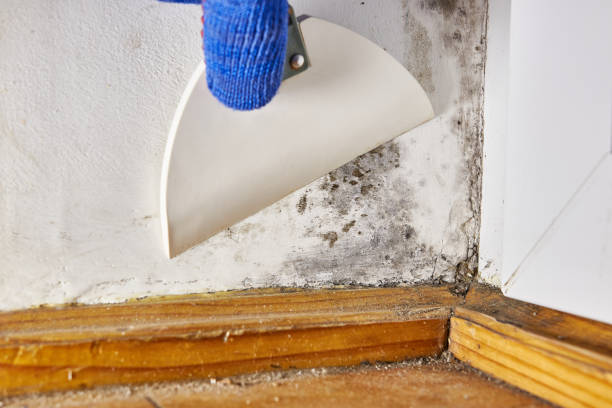 Best Crawl Space Mold Remediation  in Babson Park, FL