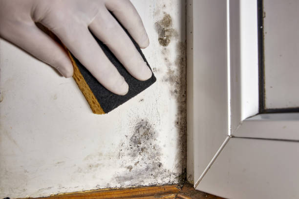Best Mold Prevention Services  in Babson Park, FL